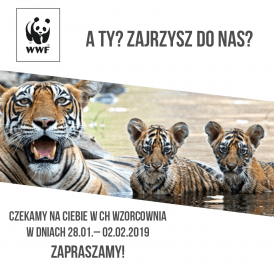 www_960x960_wwf_WZ.png